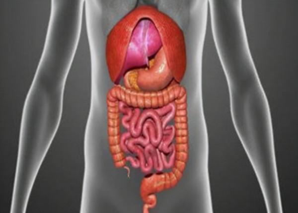 人體的8個器官或可以“拿掉”，且不會影響正常生活，是真的嗎？