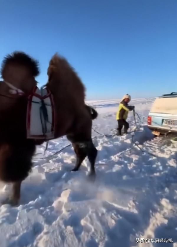 一把芹菜換一隻羊，網紅毛子哥與恩克的套路江湖