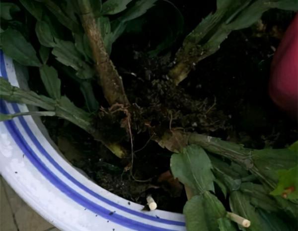 容易因多澆水而死的“18種花”，養不活都是由於手太勤