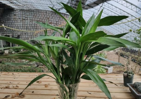 8種常見花，天生喜&OpenCurlyDoubleQuote;醋水&rdquo;，一月一杯醋，營養旺，開花棒