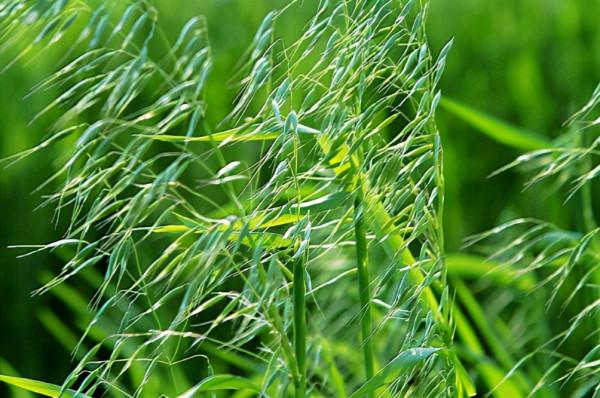 野燕麥：麥田的“奸細”，酷似麥子，常被當害草拔除，價值卻不低