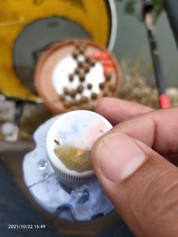 「秋釣」民工兄弟野釣小河，拉1米多飛鉛，居然釣到漂亮大鯉並果斷放生