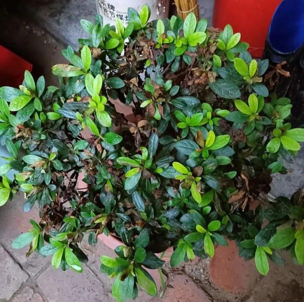 10種“垃圾”不要丟,拿來養花效果好,還能省下一筆錢 10種“垃圾”不要丟,拿來養花效果好,還能省下一筆錢