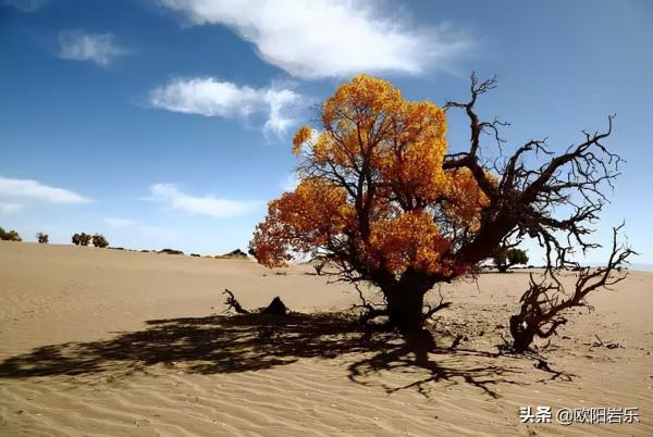國內這6個地方的胡楊林，美得無法無天！此生一定要去看一次