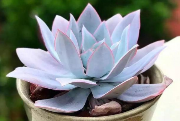 多肉薄葉“三仙”該怎麼養？掌握住技巧，盆栽輕鬆出狀態