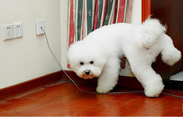 去除狗狗尿騷味,用這5招“老祖宗偏方”,太實用了 去除狗狗尿騷味,用這5招“老祖宗偏方”,太實用了