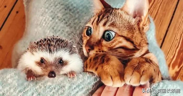 羊駝可以治療焦慮症？英國各地的動物解壓法真的可行