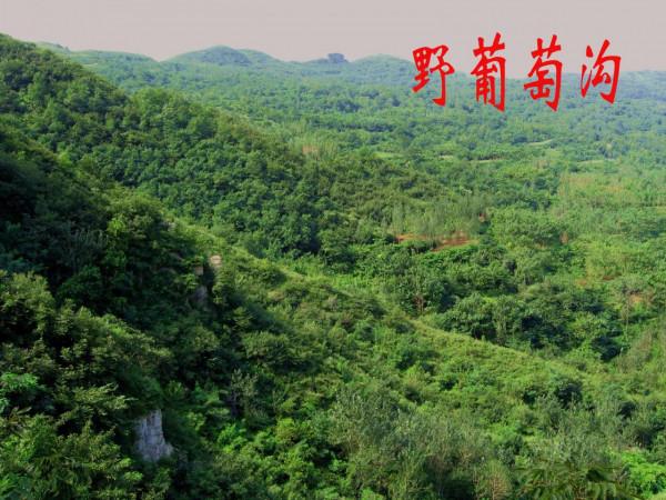 我的驢行日記——新密野葡萄溝 我的驢行日記——新密野葡萄溝