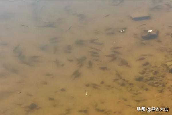 冬季人舒服魚卻難釣，用紅蟲都沒口？不是餌的事，是你釣法有問題