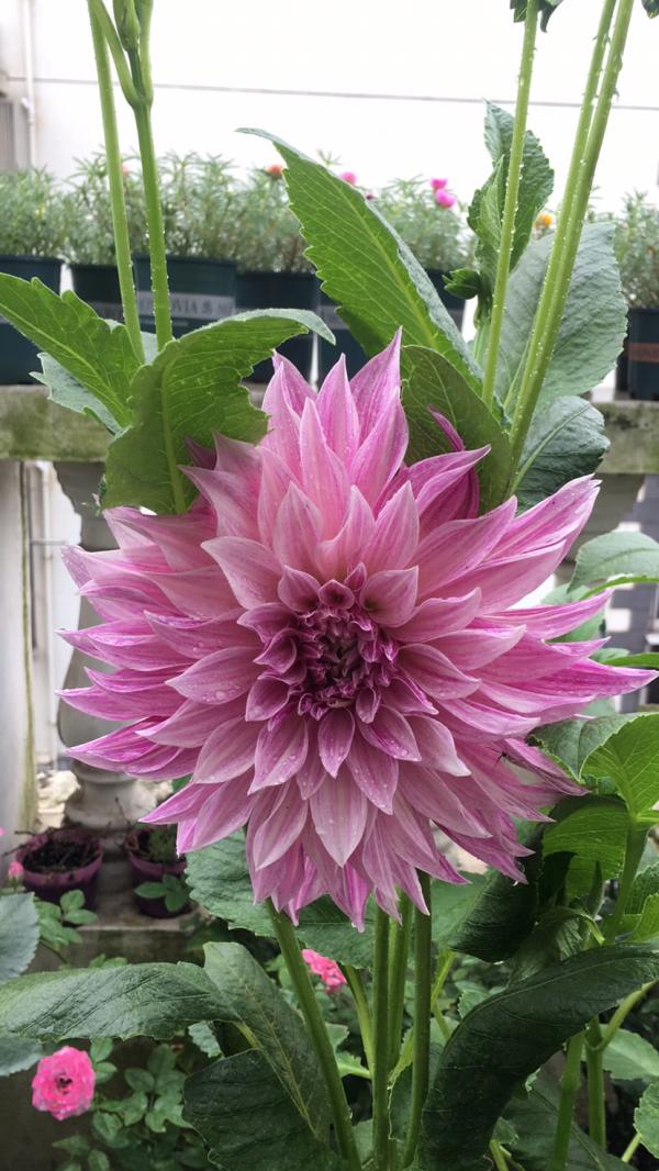 只是在家養了盆大麗花，開花竟然比牡丹還美，惹得鄰居直稱讚