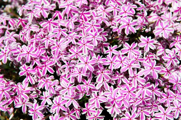 讓花園充滿浪漫色彩的粉色開花植物，滿足你的少女心