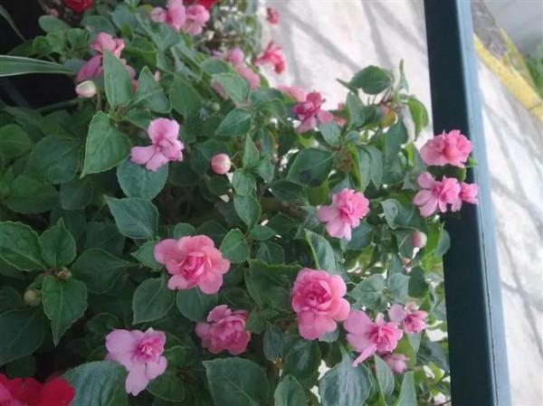 分享圖片，重瓣鳳仙花