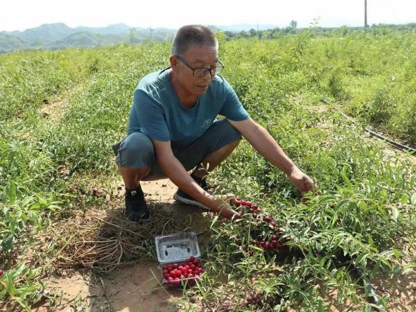 養生補品：市場80一斤，產地收購價卻只有20元，農民無奈