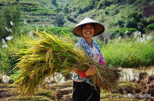 今日秋分 | 豐收的季節來了，金色田野惹人醉