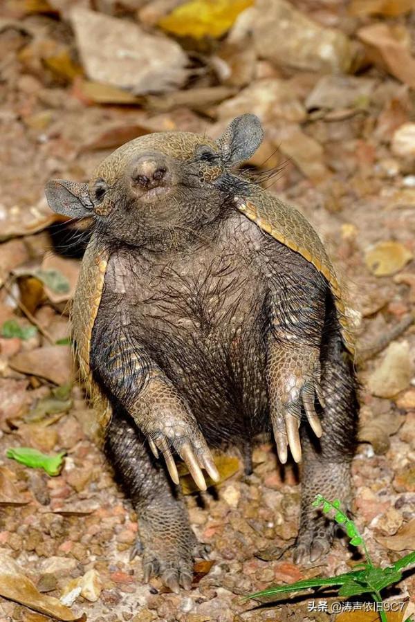 分享—奇特的動物(一) 分享—奇特的動物(一)