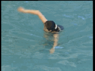 爬泳動作,五個頭部和手部最容易出現的常見錯誤問題 爬泳動作,五個頭部和手部最容易出現的常見錯誤問題