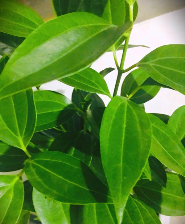 有3種花,花開滿室很好打理,名字很吉祥喜慶能淨化空氣 有3種花,花開滿室很好打理,名字很吉祥喜慶能淨化空氣