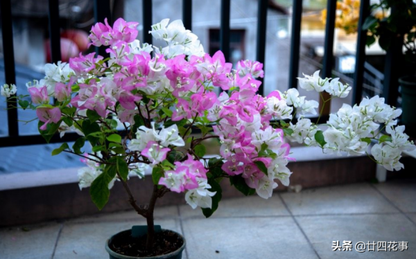 進入11月,6種花要“懶養”,多曬太陽少澆水,太勤快了難過冬 進入11月,6種花要“懶養”,多曬太陽少澆水,太勤快了難過冬