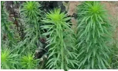 古人的浪漫:那些絕美的中藥名 古人的浪漫:那些絕美的中藥名