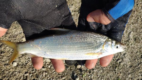 釣黃尾就用這兩種釣法,漂尾抖動就提竿,十之八九都有口 釣黃尾就用這兩種釣法,漂尾抖動就提竿,十之八九都有口