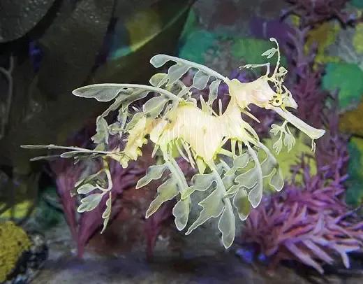 海洋中的大熊貓＿葉海龍