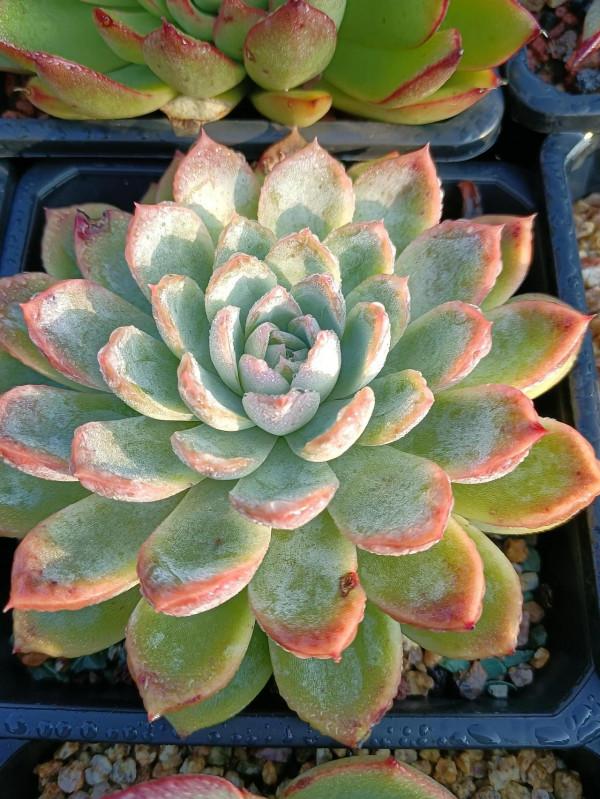 晨露能認多肉更美 晨露能認多肉更美