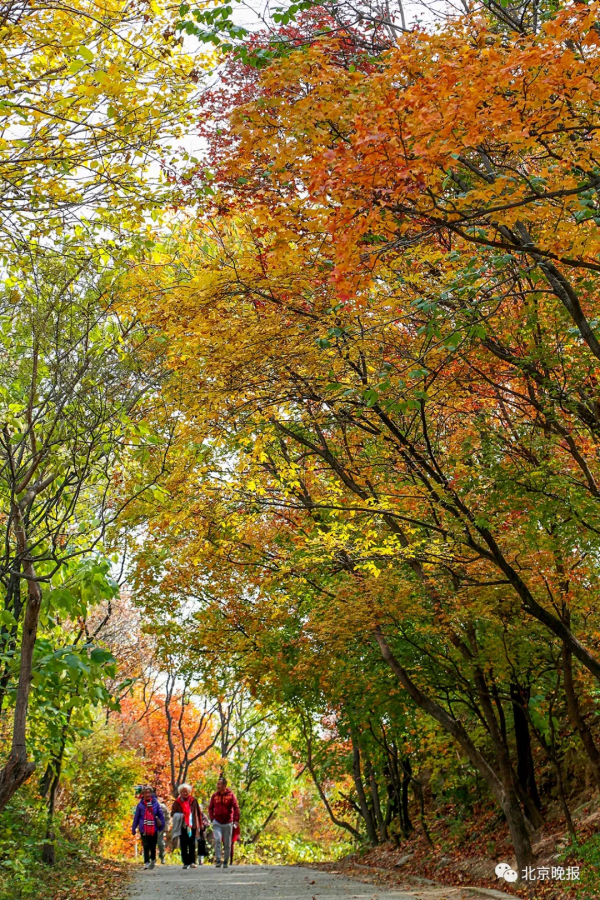 京城賞秋不必扎堆兒香山,這20處賞紅片區等您來 京城賞秋不必扎堆兒香山,這20處賞紅片區等您來