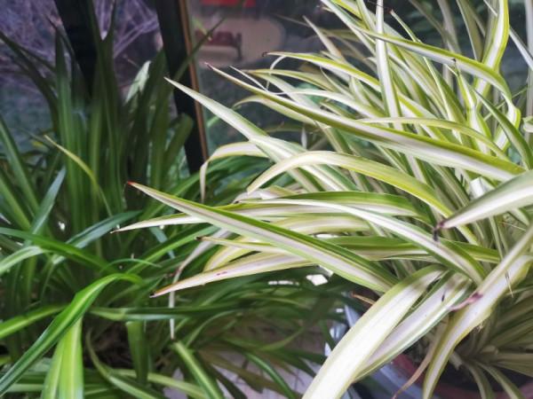 又到冬季，盤點打理一下這方寸間