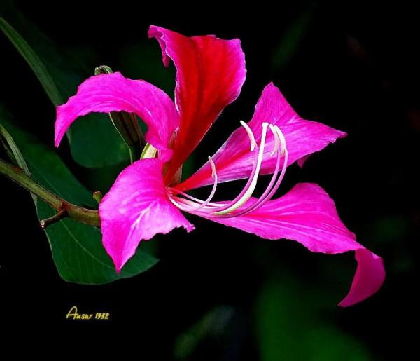 紫荊花，花大豔麗似彩蝶