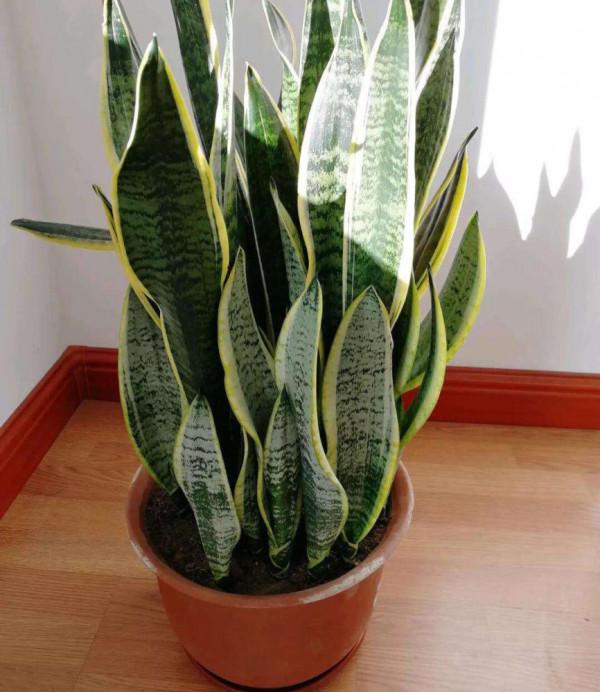 9種“大葉花”，耐陰又好看，不能曬太陽，一曬就“完蛋”