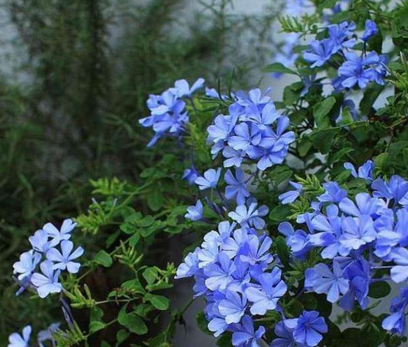 藍雪花可以做棒棒糖，也能做&OpenCurlyDoubleQuote;花牆&rdquo;，記住4步，持續開花大半年