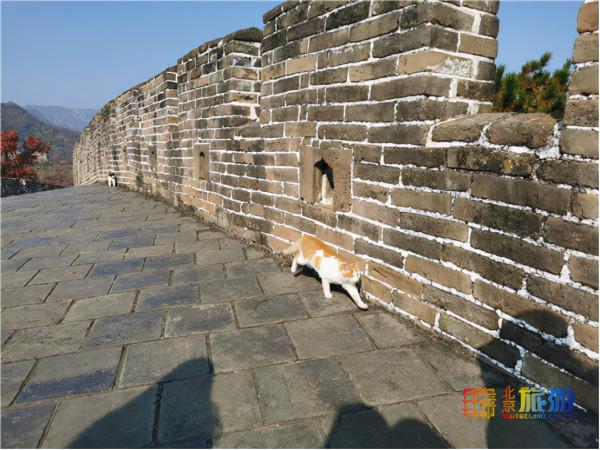 領略深秋慕田峪長城的層林盡染 感受明長城文化的精華 領略深秋慕田峪長城的層林盡染 感受明長城文化的精華