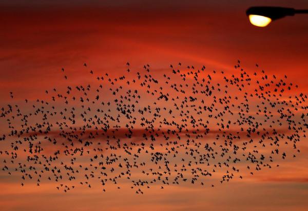 朝陽下的椋鳥群