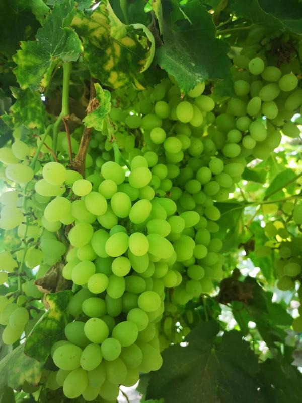 美麗的新疆 美麗的新疆