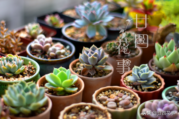 6種花怕水易爛根，需用小盆“擠著養”，輕鬆控水，根系旺易爆芽