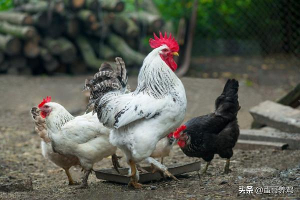 老獸醫：五個家禽感冒中藥草，農村養雞人收藏一下吧