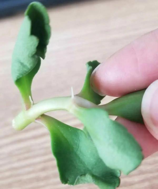 6種花別養老樁,越老越不開花,趕緊扦插備份 6種花別養老樁,越老越不開花,趕緊扦插備份