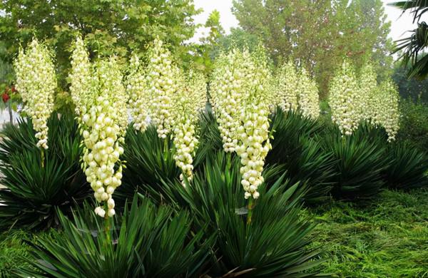 秋天常見的60種花，最全花卉圖譜，收藏起來慢慢看