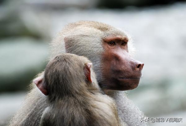 科學實驗的猴子究竟有多聰明？除了醫療實驗，還有心理學實驗