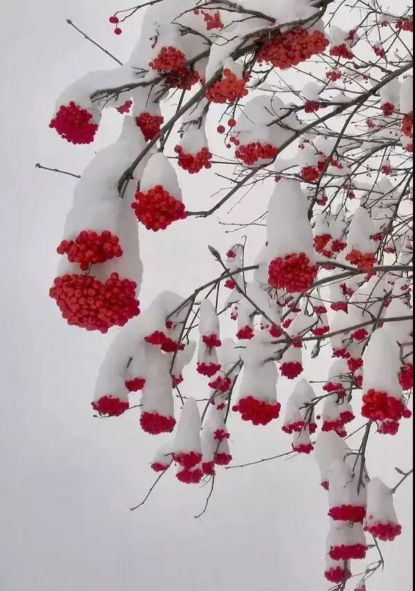 雪中花第二篇來啦，嬌嫩的外表，堅韌的內心，生命過分美麗