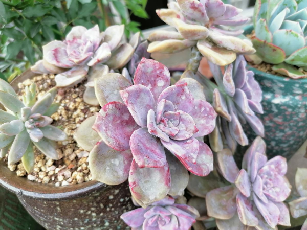 家裡養的“肉墩子”,掐個葉子就能活,1盆能變10多盆 家裡養的“肉墩子”,掐個葉子就能活,1盆能變10多盆