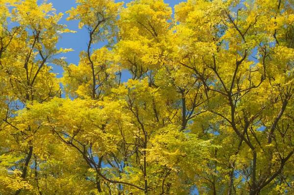 植物非試管高效快繁技術繁殖苦楝