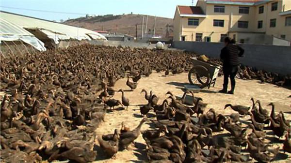 山東大姐海邊養鴨，醃製鹹鴨蛋絕境逢生，如今年收入幾千萬