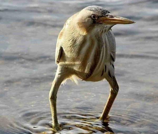 40張罕見的照片:鱷魚咬碎烏龜,鴕鳥在水面飛奔,河馬充當渡輪 40張罕見的照片:鱷魚咬碎烏龜,鴕鳥在水面飛奔,河馬充當渡輪