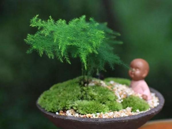 文竹養不好，是因為有“4怕”，不及時糾正，葉片就會發黃