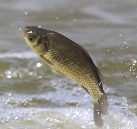 草魚不僅肉質鮮美 更有甘溫暖胃的療效