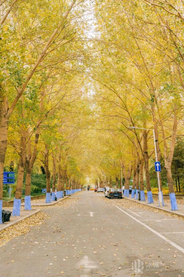 工大的秋美到哭，拿去做桌布不謝