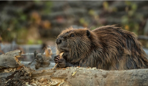蒙古國首次報告動物感染新冠病毒病例