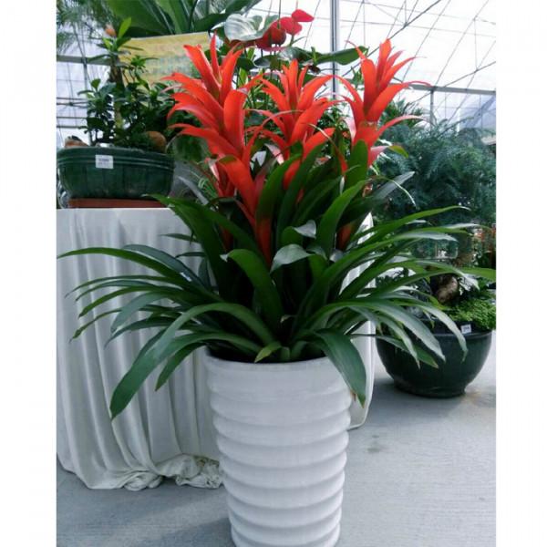 五種“旺宅花”，適合養客廳，一種比一種好養，一個比一個好看