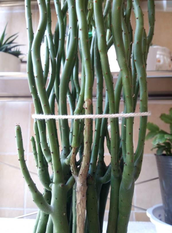 “光棍樹”杆子碧綠通透,還有“招財”好兆頭,養在家裡精緻可愛 “光棍樹”杆子碧綠通透,還有“招財”好兆頭,養在家裡精緻可愛